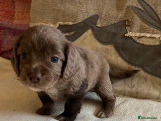 Cocker Spaniel dogs STUNNING WORKING COCKER SPANIEL PUPS - Advert 11