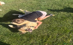 Mixed Breed dogs for sale: Rehoming in Lincoln - Image 12