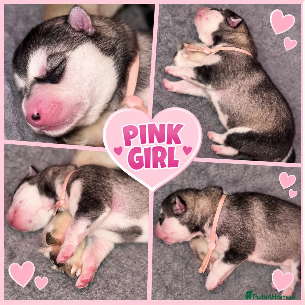 Siberian Husky dogs Siberian Husky pups - Advert 2