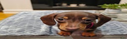 Miniature Dachshund dogs for sale: Chocolate & Tan KC Miniature Dachshund Puppies - Advert 11