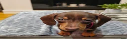 Miniature Dachshund dogs for sale: Chocolate & Tan KC Miniature Dachshund Puppies - Advert 14