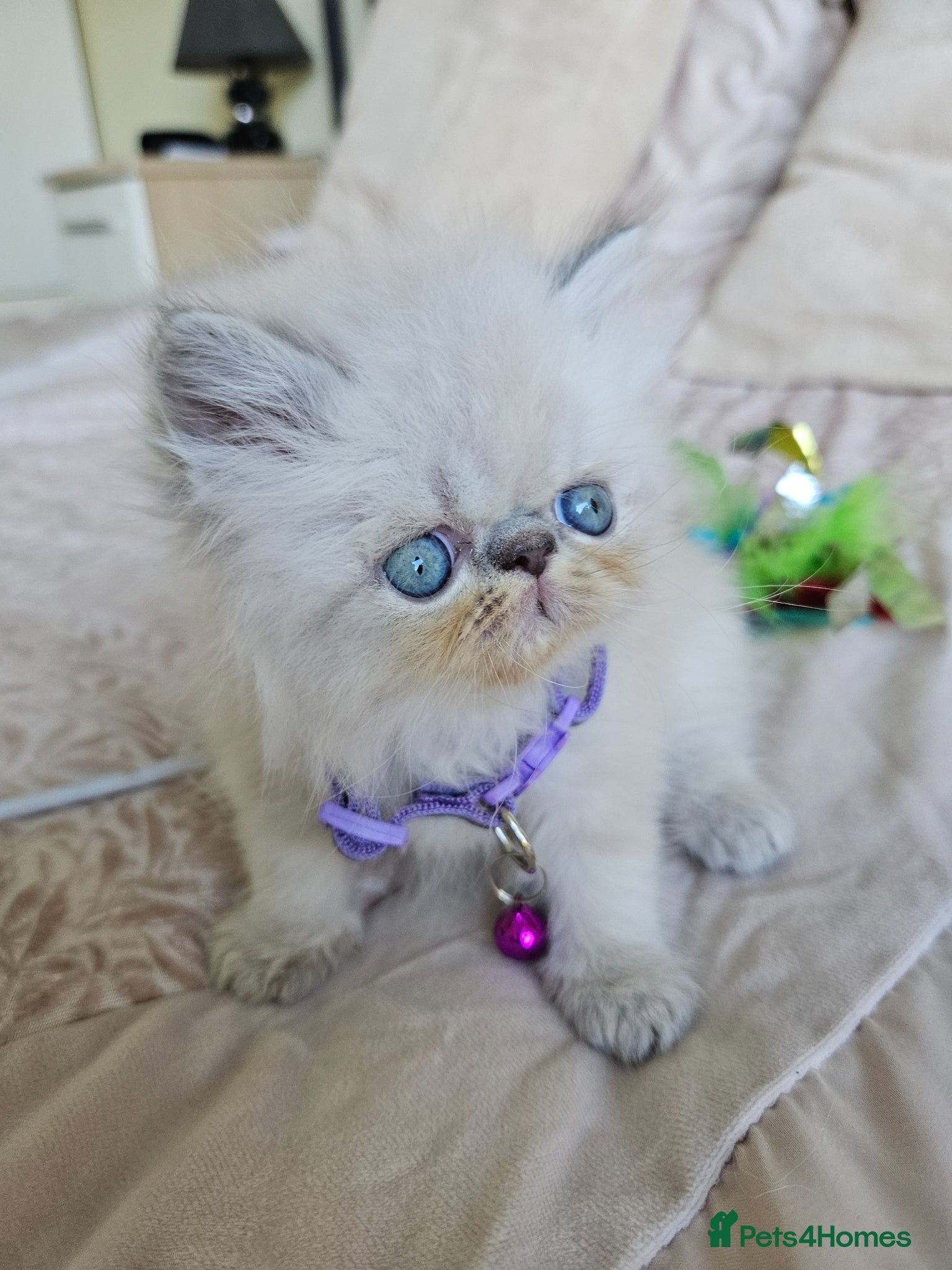 Persian cats 😻Stunning Pedigree Persian Kittens😻  - Advert 1