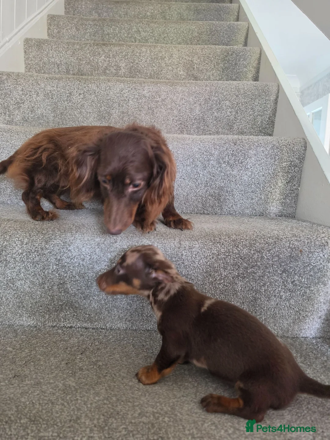 Miniature Dachshund dogs for sale: Chocolate Dapple girl - Advert 2