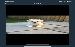 Maltipoo dogs for sale: Maltipoo puppies  - Image 3