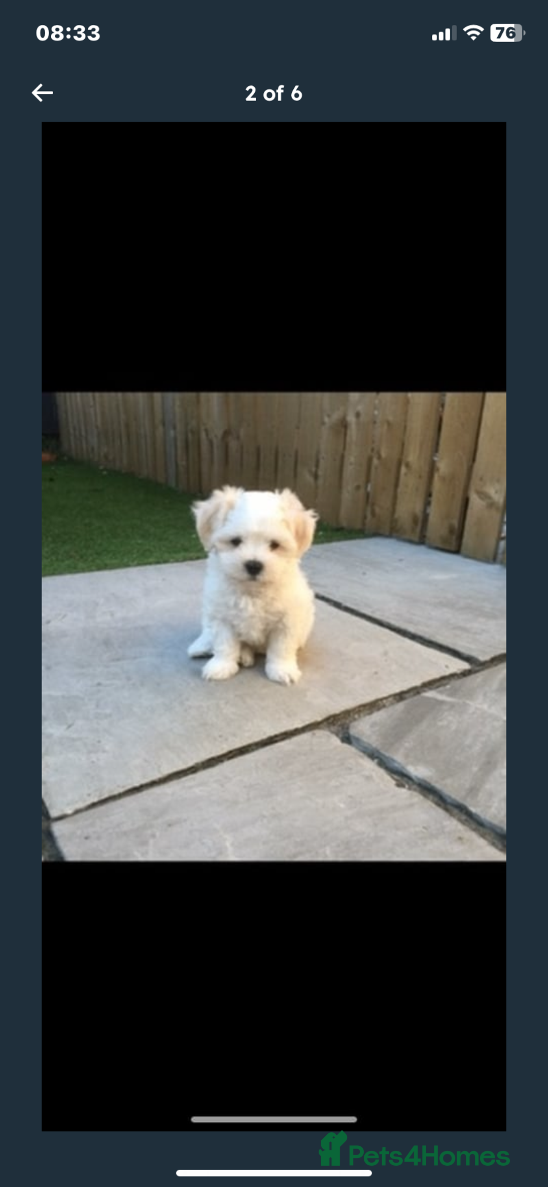 Maltipoo dogs for sale: Maltipoo puppies  - Image 3