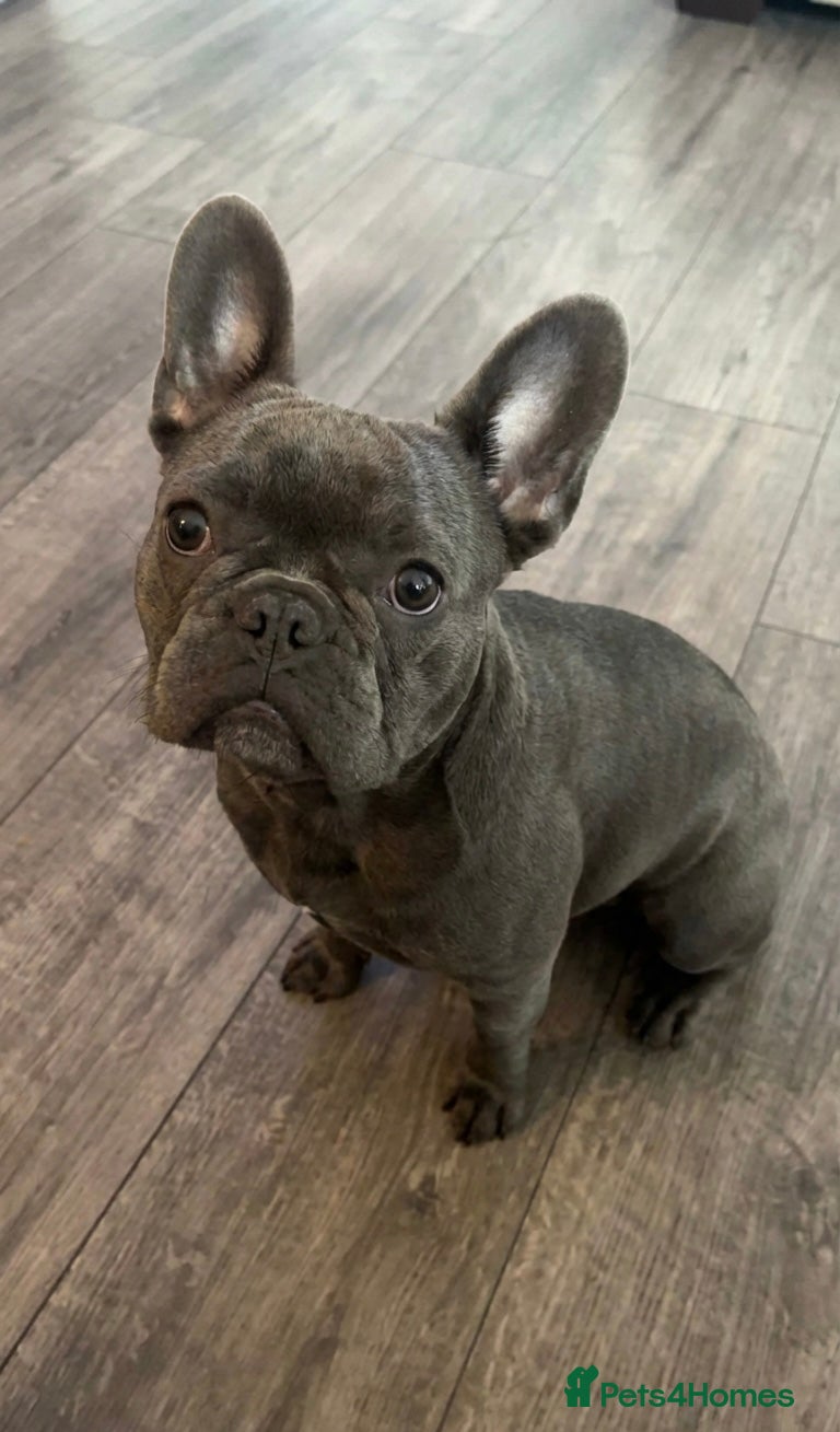 French Bulldog dogs 4 month old french bulldog - Advert 1