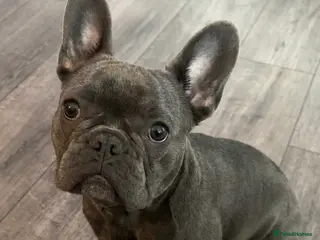 French Bulldog dogs 4 month old french bulldog - Advert 1