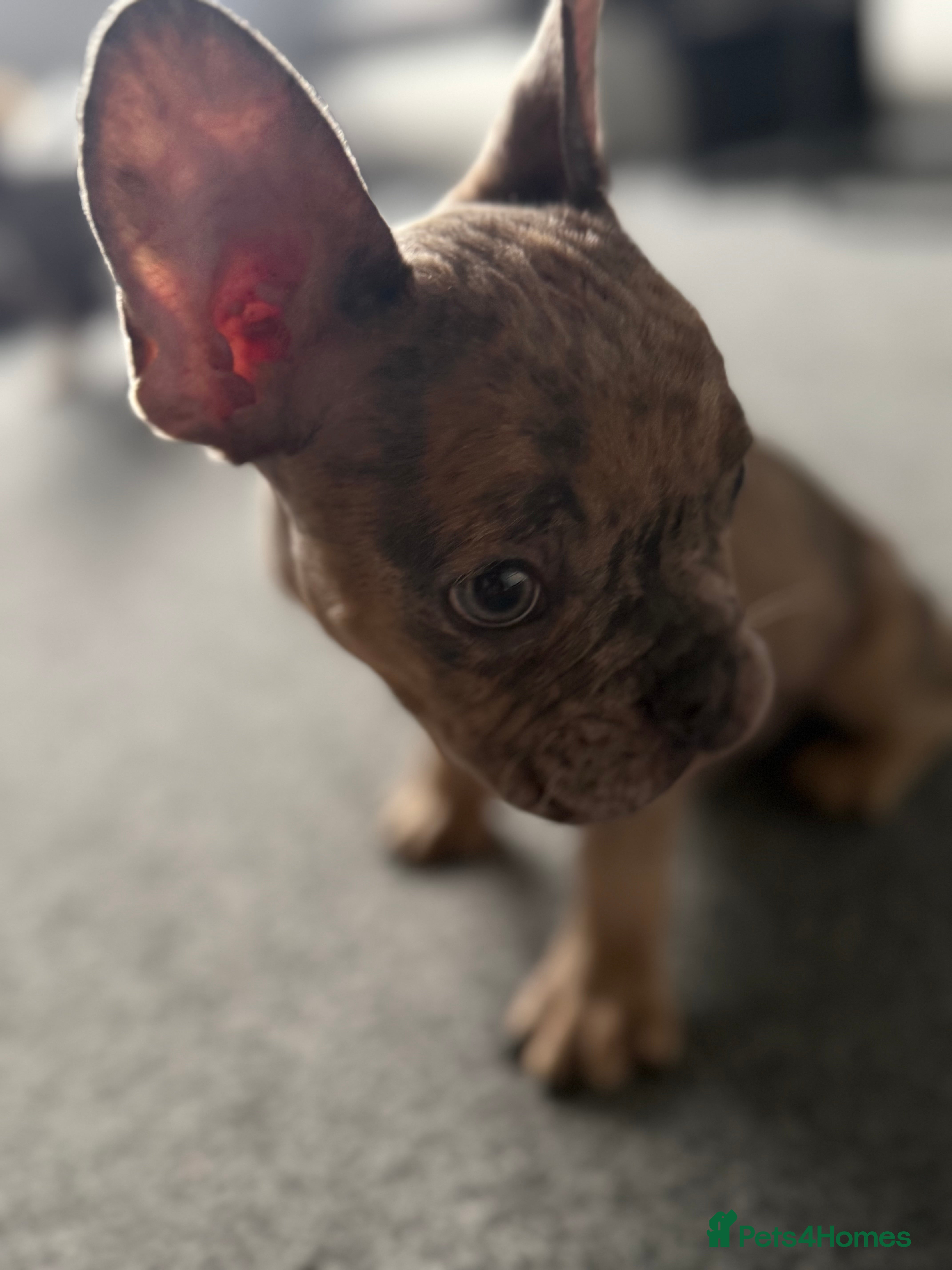 French Bulldog dogs SUPER RARE BLUE/GREEN EYE TAN MERLE FRENCHIE in Alfreton - Advert 3