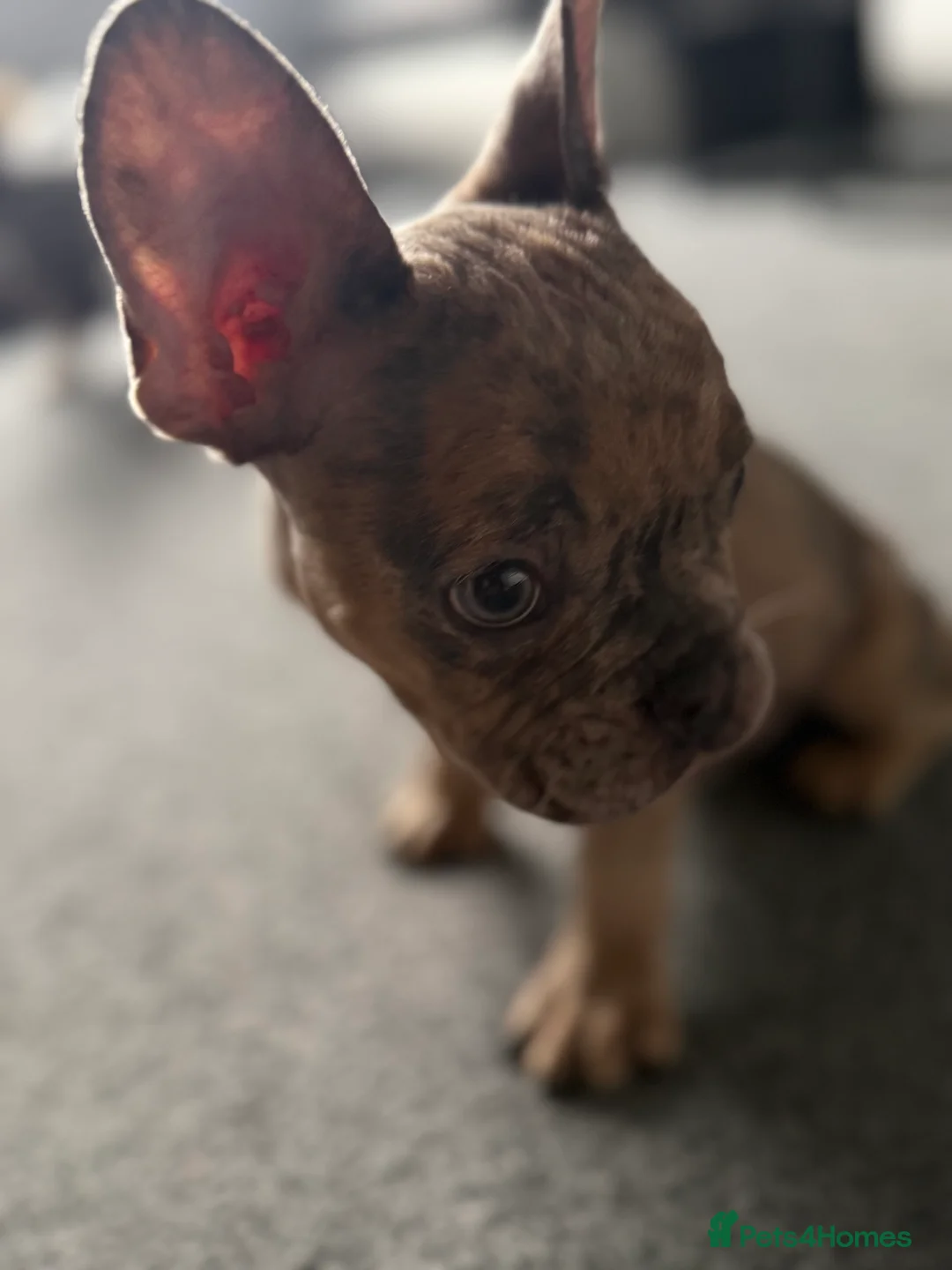 French Bulldog dogs for sale: SUPER RARE BLUE/GREEN EYE TAN MERLE FRENCHIE in Alfreton - Advert 1