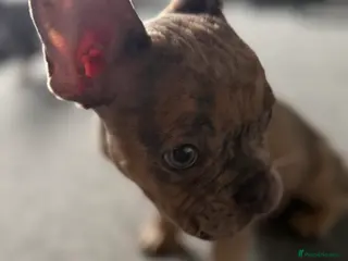 French Bulldog dogs SUPER RARE BLUE/GREEN EYE TAN MERLE FRENCHIE in Alfreton - Advert 3