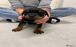 Rottweiler dogs for sale:  TWO LEFT ONLY *READY TO GO NOW* ROTTWEILER PUPS  - Advert 38