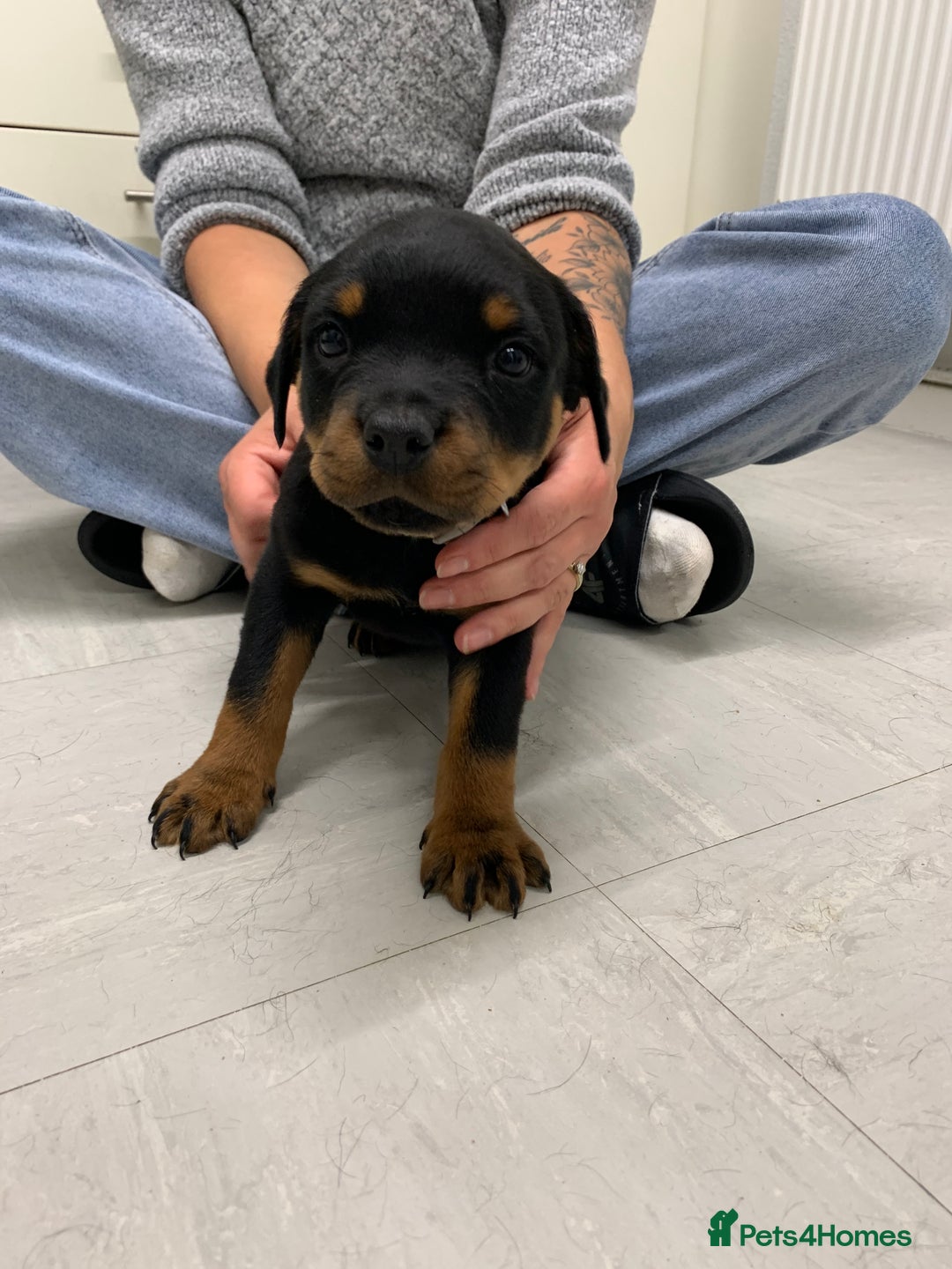 Rottweiler dogs for sale:  TWO LEFT ONLY *READY TO GO NOW* ROTTWEILER PUPS  - Advert 38