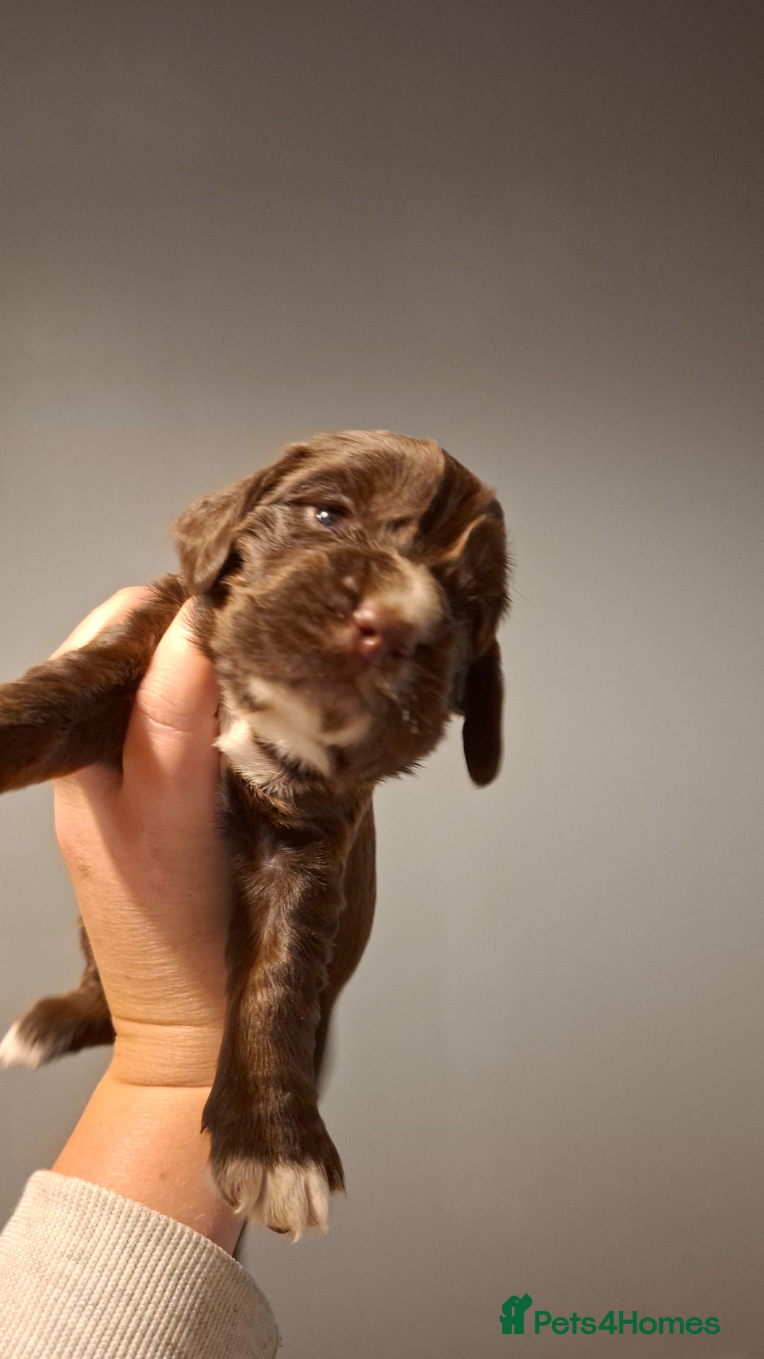Mixed Breed dogs for sale: Beautiful Clumber spaniel x sprockers  - Image 15