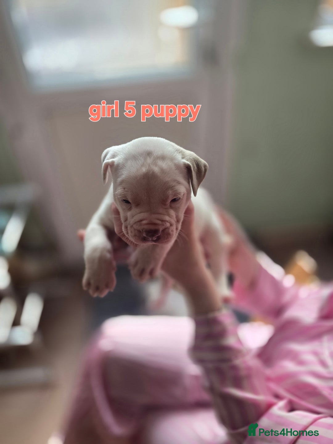 American Bully dogs for sale: Standard American bully 🐶  - Advert 10