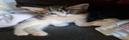 Mixed Breed cats for sale: Maine coon cross - Advert 9