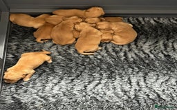 Golden Retriever dogs for sale: Stunning Red Puppies Health Tested Parents  - Image 6