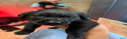 Labrador Retriever dogs for sale: The Loveliest Little Black Lab Boy  - Advert 7