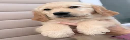 Golden Retriever dogs for sale: Golden retrievers - Advert 7
