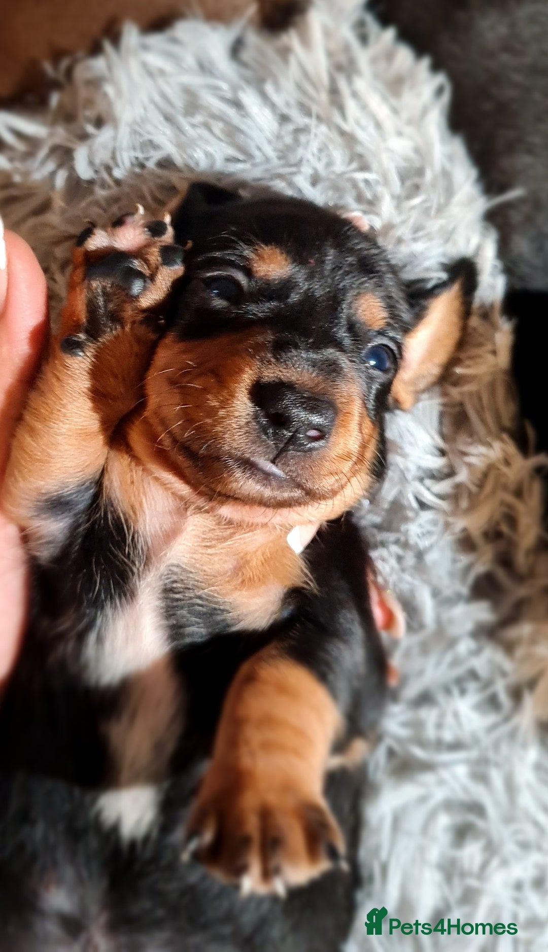 Miniature Dachshund dogs for sale: Extra miniature daschunds baby 🩷 - Advert 19