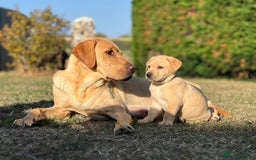 Labrador Retriever dogs for sale: Labrador puppies in Shaftesbury - Image 22