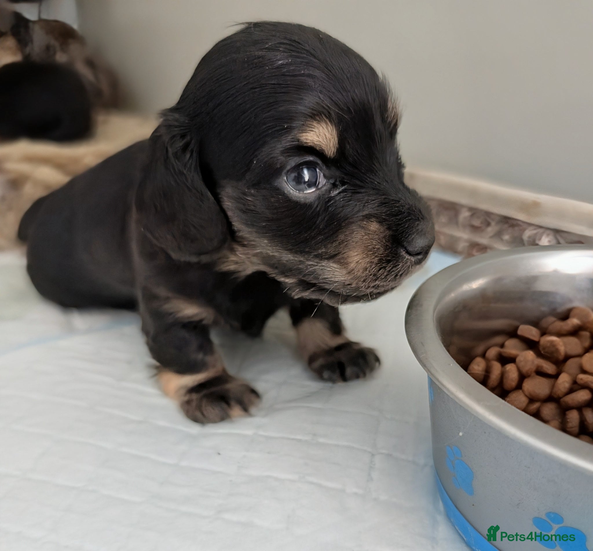 Miniature Dachshund dogs Stunning long haired miniature dachshunds  - Advert 14