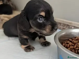 Miniature Dachshund dogs Stunning long haired miniature dachshunds - Advert 14