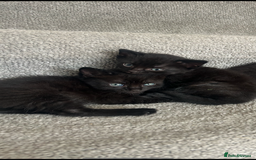 Mixed Breed cats for sale: 1 male black kitten  - Image 5