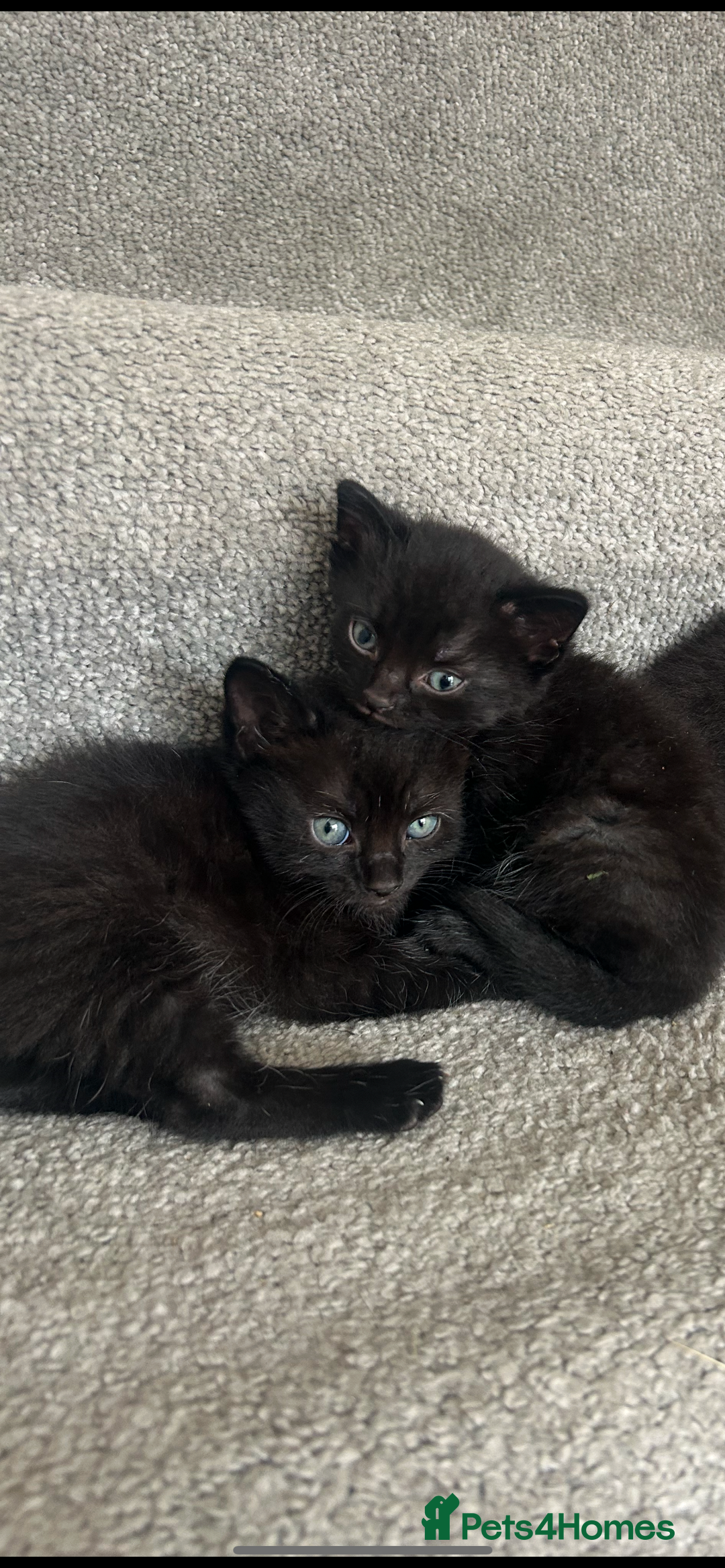 Mixed Breed cats for sale: 1 male black kitten  - Image 5