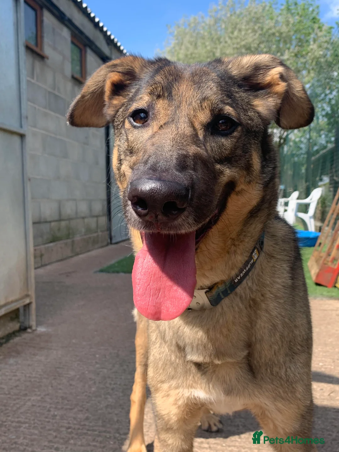 Mixed Breed dogs for adoption: Meet Ozzy, currently residing in Cheshire  in Nantwich - Advert 31