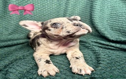 French Bulldog dogs for sale: 2 weeks and will be able to leave - Image 2
