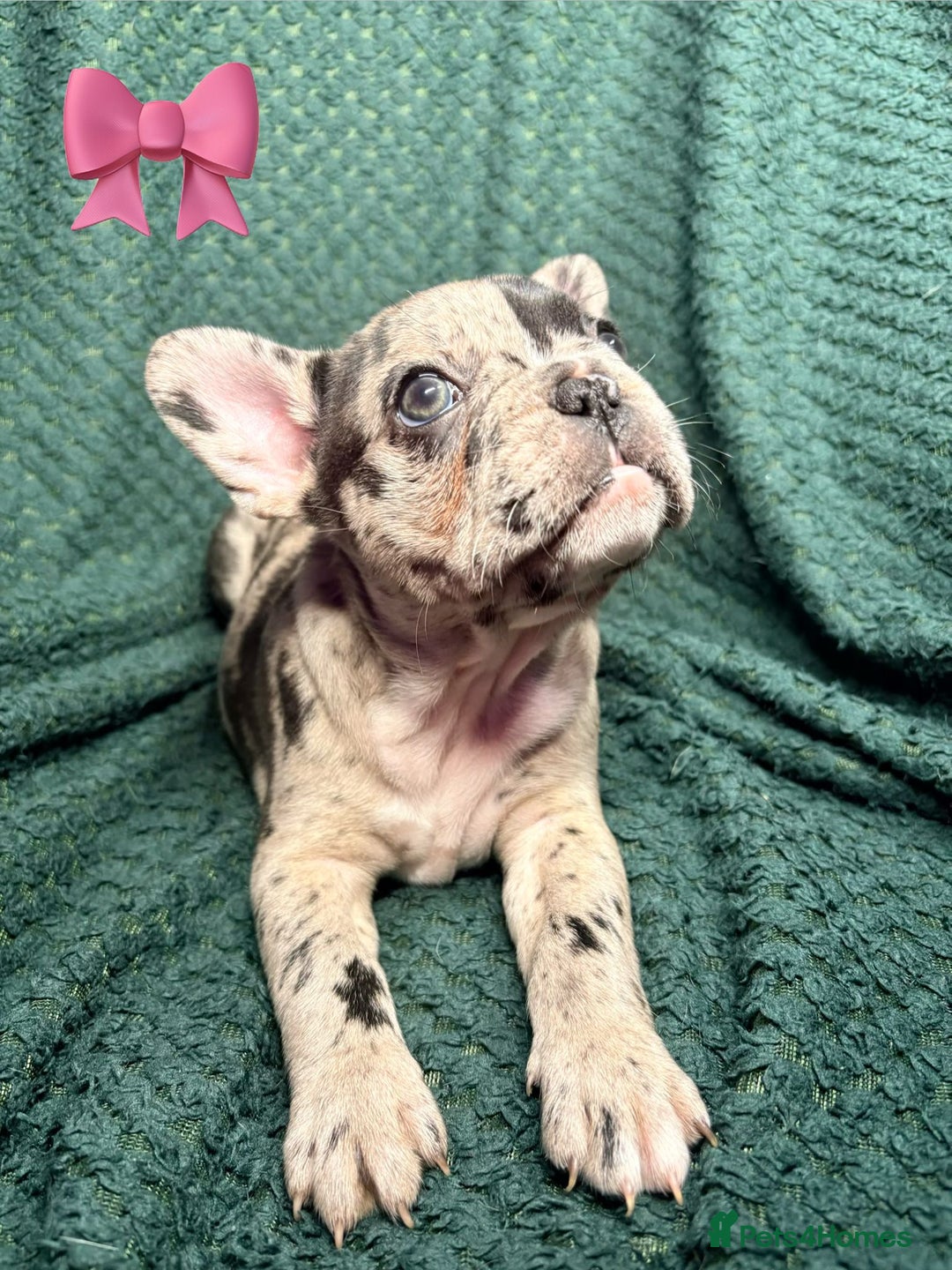 French Bulldog dogs for sale: 2 weeks and will be able to leave - Image 2