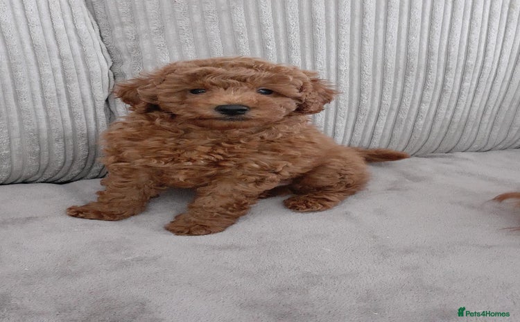 Toy Poodle dogs - Advert 2