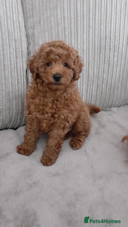 Toy Poodle dogs - Advert 2