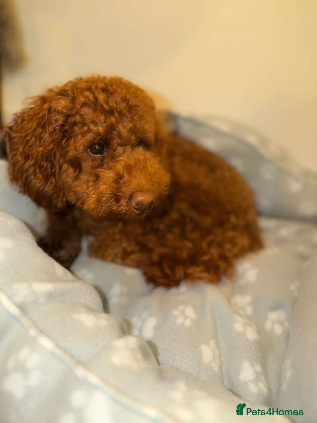 Toy Poodle dogs for sale: TOY POODLE GIRLS in Telford - Advert 2