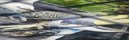Budgerigars birds for sale: Baby budgies for sale  in Waltham Abbey - Advert 7