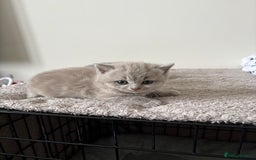 British Shorthair cats for sale: Chunky Lilac & blue bsh kittens  - Image 3
