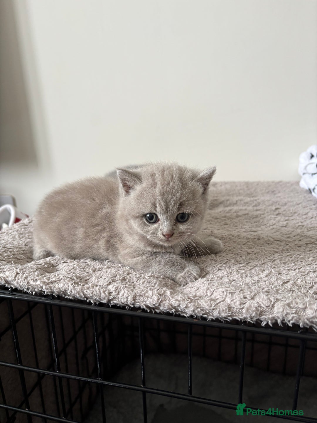 British Shorthair cats for sale: Chunky Lilac & blue bsh kittens  - Image 3