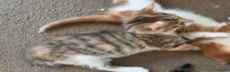 Mixed Breed cats for sale: Every Colour Imaginable! Bo's blue-eyed Beauties - Advert 4