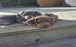 Miniature Dachshund dogs for sale: 3 left mini dachshund BOYS KC READY NOW   - Image 31