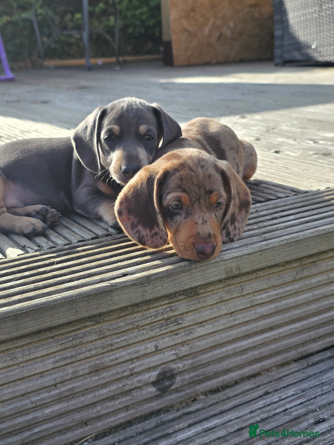 Miniature Dachshund dogs for sale: 3 left mini dachshund BOYS KC READY NOW   - Image 31