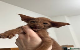 Oriental cats for sale: Cinnamon boy and Havana girl  - Image 1