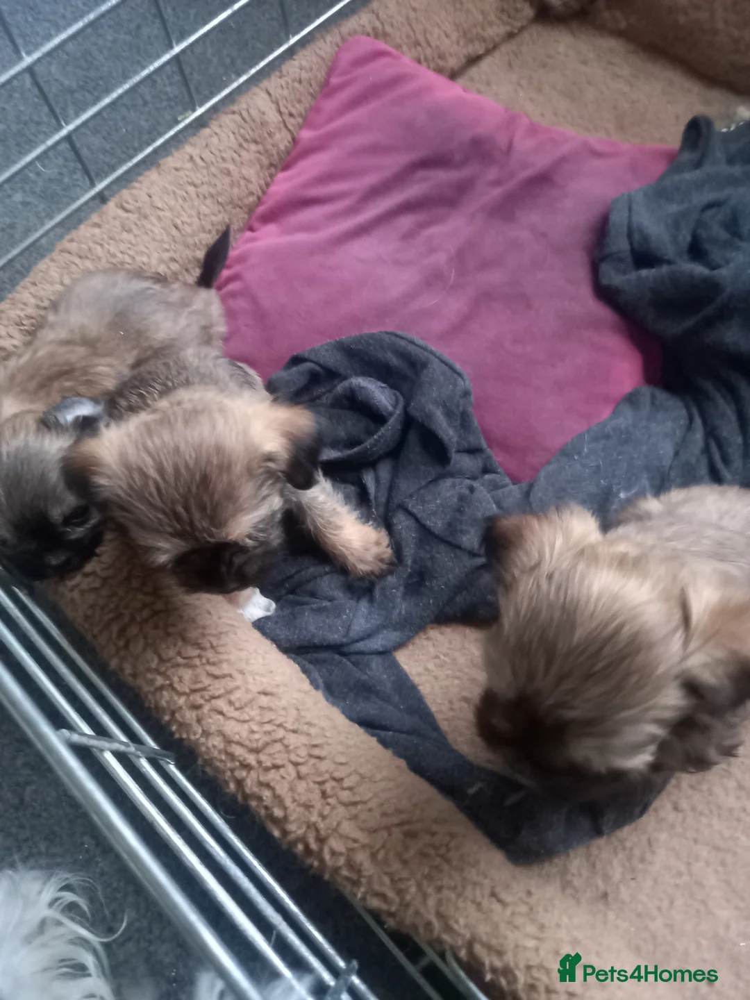 Mixed Breed dogs for sale: For sale  - Advert 1