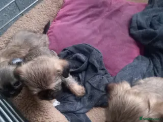 Mixed Breed dogs For sale - Advert 2