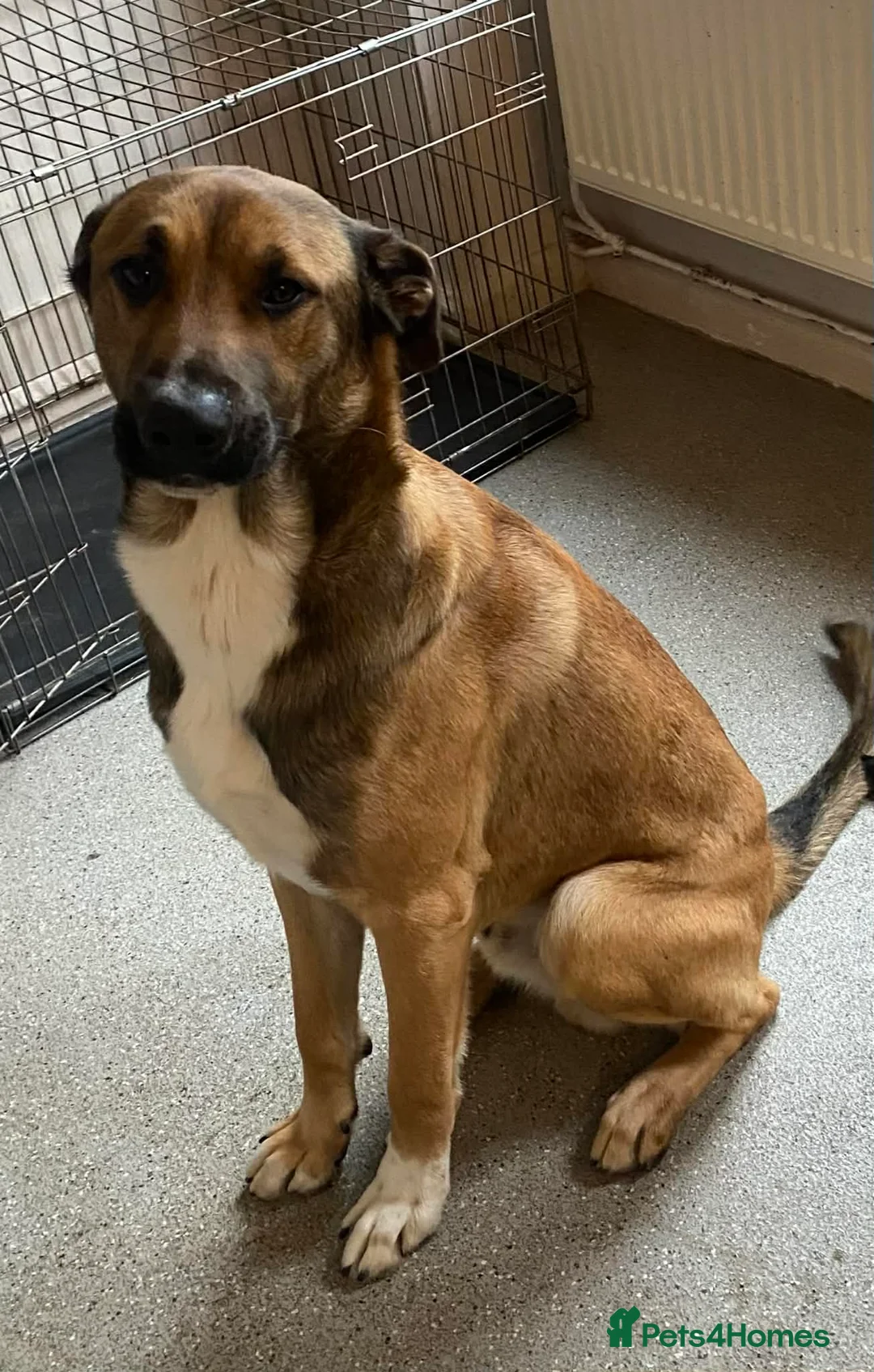 Mixed Breed dogs for sale: Belgian malinios cross lurcher - Advert 1