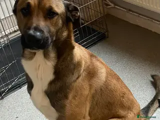 Mixed Breed dogs Belgian malinios cross lurcher - Advert 1