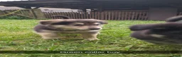 Mixed Breed dogs for sale: Beautiful SHOLLIES (ColliexGermanShep) Puppies in Crediton - Advert 2