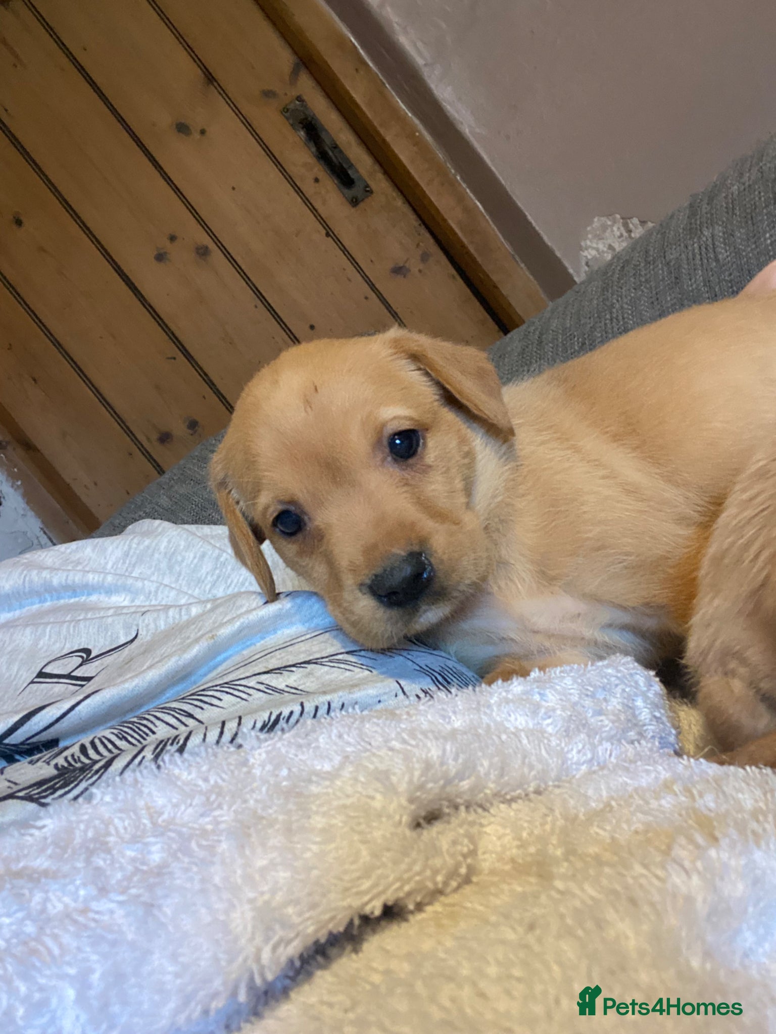 Labrador Retriever dogs ✨ Exceptional Golden Labrador Retriever Puppies - Advert 1