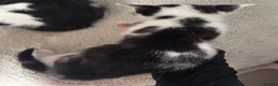 Mixed Breed cats for sale: Beautiful Maincoon cross kittens 🩷 - Advert 3