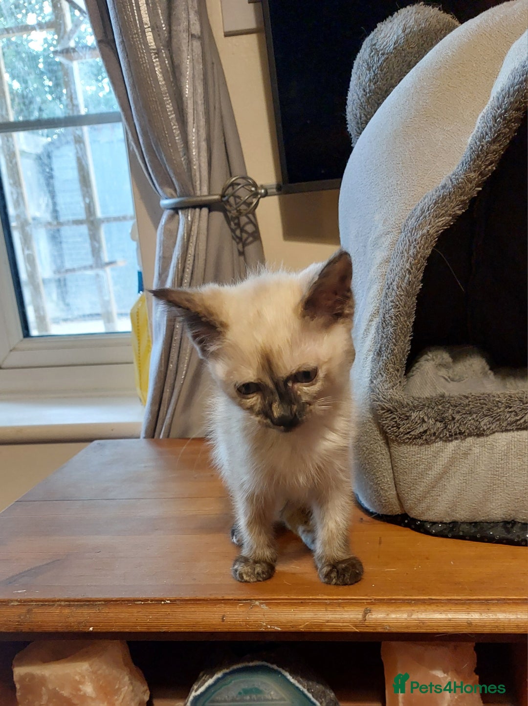 Ragdoll cats for sale: 1 beautiful 3 quarter ragdoll girl in Bedford - Image 8