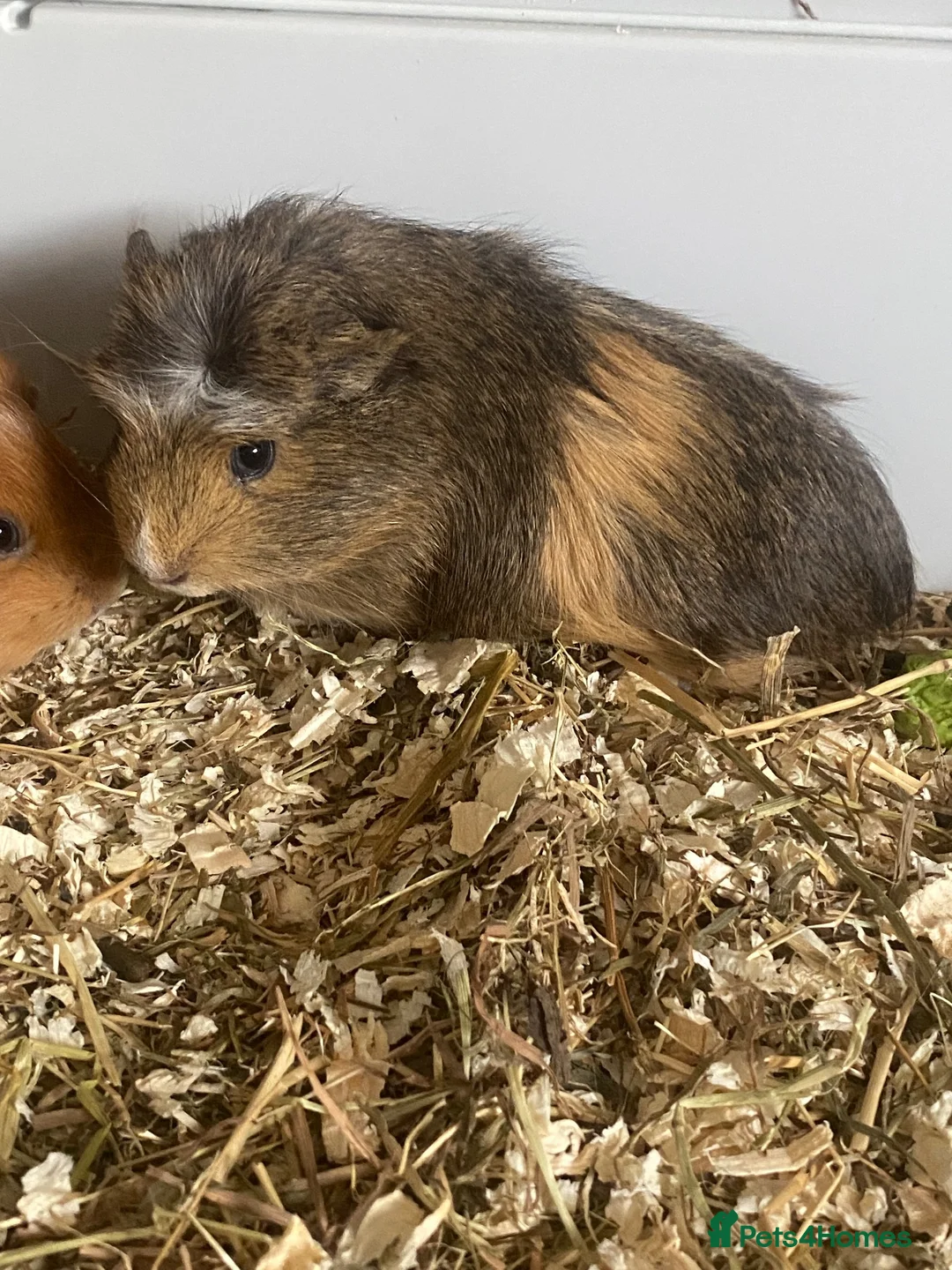 Guinea Pig rodents for sale: Baby Guinea pigs in Wolverhampton - Advert 2